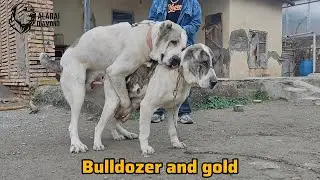 Bulldozer and gold💪🏼, watch the END... #alabai #dog 
