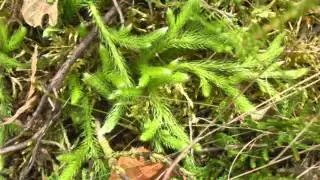 Grote wolfsklauw  Lycopodium clavatum  25 juni 2014