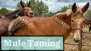 MULE TAMING // Episode 12 || Desensitizing & More Saddle Work