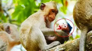 OMG! A Little Baby Monkey Was Kidnapped By A Young Guy Make Baby Crazy Cry To Call Mom Help!