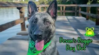 Devon’s Dog Day Out! #A1390161 at San Jose Animal Care Center 