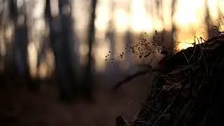 Звуки природы начало весны берёзовая чаща рядом с городом