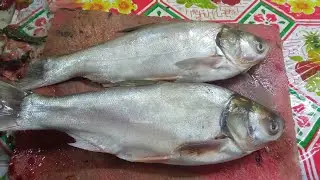 1Kg Silver Cup Fish Cutting Video , Big Fish,4 December 2022