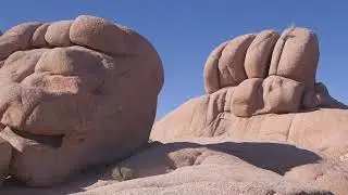 The Mojave Desert - A Natural History