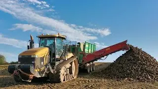 Challenger MT 865B & Hawe RUW 4000 | Ropa Euro Tiger V8-3 - Řepná Kampaň 2020 | Kopanie buraków 2020