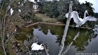 Evening Egret Roosting: January 7, 2026 - Inner Harbor Bayou, Ocean Springs, Mississippi