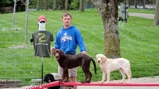 Train Two Labrador Retriever Puppies At The Same Time