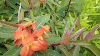 D&eacute;co jap : Euphorbia griffithii Fireglow, vivace rhyzomateuse qui se d&eacute;place. Involucre rouge orange