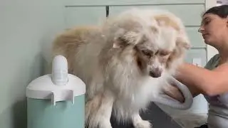 AiiYME Smart High Speed Pet Dryer