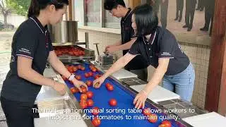 Tomato Wash-Dry-Sort-Cut Production Line | Versatile Tomato Processing Solution