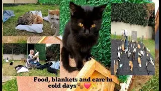 Keeping street cats warm in cold weather.  Help cats with blankets and food