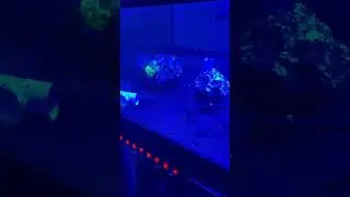 OMG! Las Vegas Basement Fish Tank Disaster: What's Wrong With My Tank?
