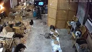 Puffy Paws TV: Help Save 200 Kitties.