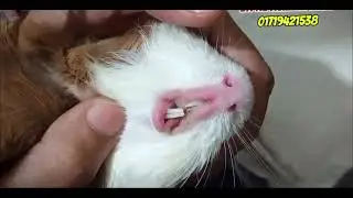 Tooth trimming of Guniepig at BD Vet Pet and Poultry care Rangpur. Dr. Md. Mominul Islam-01719421538
