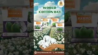World Cotton Day #cotton #shorts #agriculture #farming #prabhatseeds