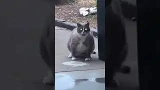 puke dance kitty cat