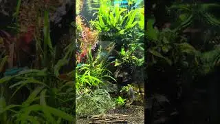 Update Waterbox 25 Peninsula .  3-10-2025 #aquarium #aquascape