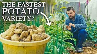 17 Crops You Can Harvest Within 8 Weeks of Sowing