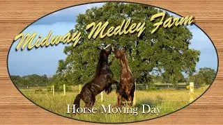Midway Medley Farm   Horse Moving Day