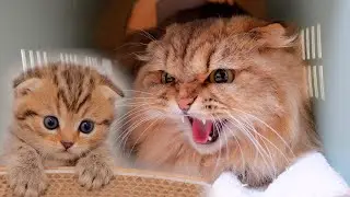 A cute kitten who gets frightened by the threat of his predecessor, Noah, is so cute