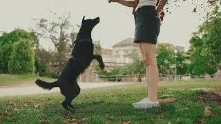 Dogs Playing in a Kiddie Pool - Best Training Methods for First-Time Dog Owners