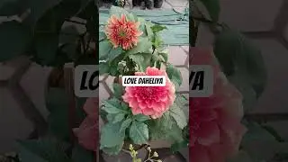 love dahliaya #ytshorts #houseplants #ytstudioes #flowers #trending