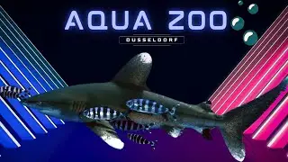 Aquazoo L&ouml;bbecke Museum | D&uuml;sseldorf | Germany | Travel Video