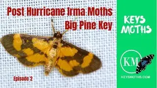 Post Hurricane Irma Keys Moths Episode 2 Key Deer Refuge