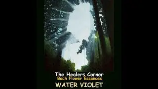 BACH FLOWER ESSENCES - Water Violet