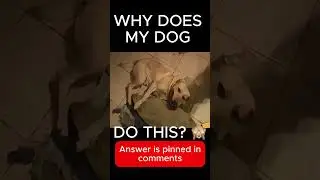 Why Is My Dog Acting So Weird?