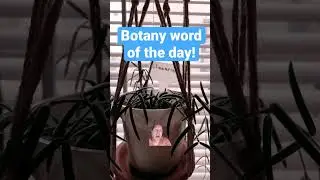 Day, 52 of botany word of the day!#shorts #lasvegas #botany #houseplants ￼