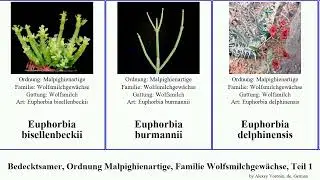 Bedecktsamer, Ordnung Malpighienartige, Familie Wolfsmilchgew&auml;chse, Teil 1 euphorbia angiosperms