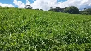 MOSTRANDO O MANEJO QUE É FEITO COM A PASTAGEM DO CAPIM MOMBAÇA 