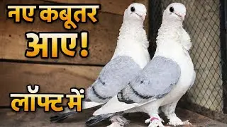 आज लॉफ्ट में आए खास नए कबूतर नए कबूतरों की एंट्री 🕊️ | Loft Update New Pigeons Entry 