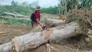 เร่งให้สุดแล้วหยุดที่ แหวนหักกับข้อเหวี่ยงขาด มื่อเลื่อยปั้นคนใหม่ ตัดไม้ยางพารา ต้นใหญ่โคตร
