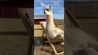 CCTV: Cool Alpaca Wearing Sunglasses Enjoys the Sun!