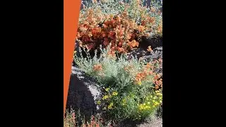 Ecological Landscaping