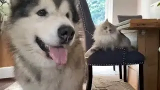 Giant Dogs Destroy Toys And Milo Sneak Attacks!! (RIP Squeakers)