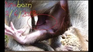 It just born on 2/ 6/ 2018, Welcome newborn monkey Sweet Pea's group member