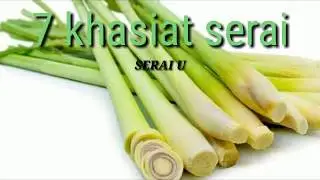Cara kerja serei dan tujuh kasiatnya!#OBATALAMI#KHASIATSERAI#DUNIAOBAT