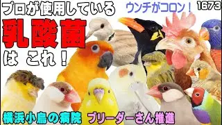 横浜小鳥の病院 プロ ブリーダーさんが推進する乳酸菌＆与え方｜KYAPIA TV きゃぴあてれび ＃1673