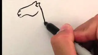 Where Do Camels Store Water?