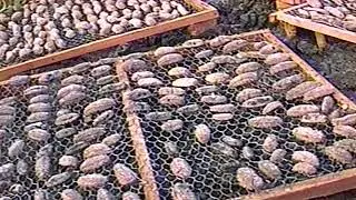 Illegal fishing camp on Galapagos Part 2
