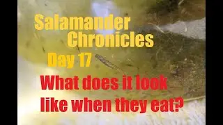 Day 17 Salamander Chronicles - Water swap and feeding the salamander larvae microorganisms.