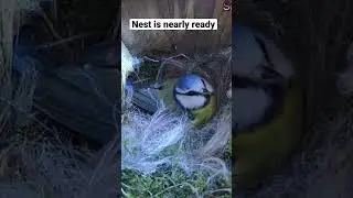 Blue tits nest is nearly ready for eggs #bird #live #nestbox