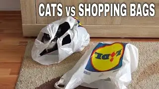 Cats VS shopping bags. Katy and Alaska
