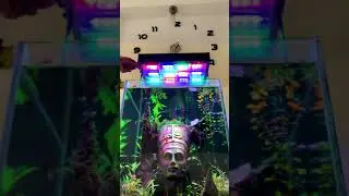 WRGB light for Planted Aquarium (DIY)  #shorts