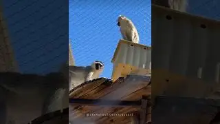 White Monkey Black Face 🐒  | Vervet Monkey