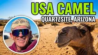 Верблюды в США? 🐪