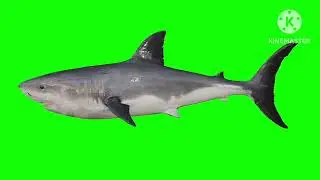 Shark  green￼ screen ￼￼no copyright ￼ #video #animation #soyoudonthaveto #incredible #sharks